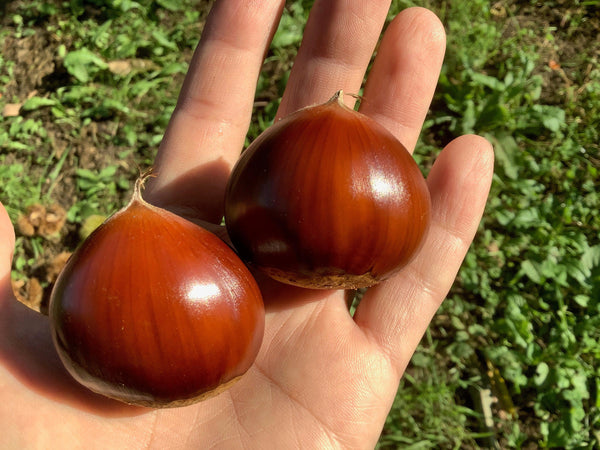 小布施栗 - プログレスファーム