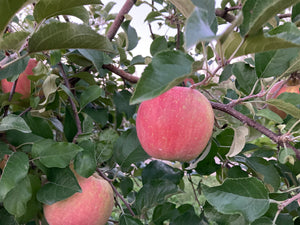 信州 小布施町 プログレスファーム | りんごの様子