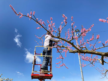 桃の摘蕾・摘花作業が終わりました | 信州 小布施町 - プログレスファーム