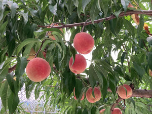 後半の桃の収穫、発送とこれからの課題 | 信州 小布施町 プログレスファーム