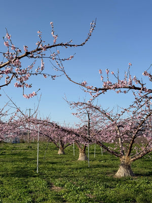 2026年4月の農園便り｜花から実へ、摘蕾・摘花ざんまいの春の日々
