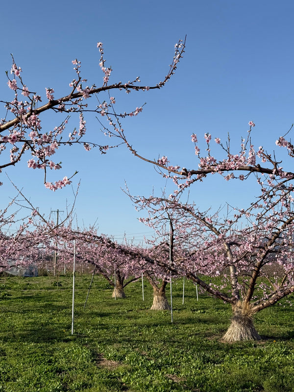 2026年4月の農園便り｜花から実へ、摘蕾・摘花ざんまいの春の日々