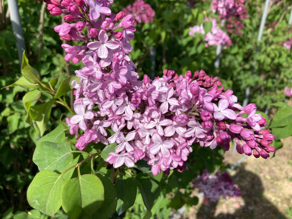 果樹の花盛り！