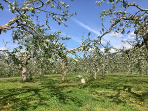 りんご畑の近況