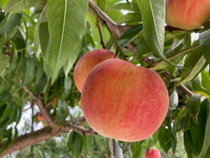 桃 ◇ ワッサー ◇ 長野県小布施町 プログレスファーム ◇ 産直お取り寄せの美味しいワッサー ◇ ワッサー スイートリッチ