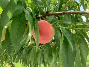 桃 ◇ 晩生の桃 ◇ 長野県小布施町 プログレスファーム ◇ 産直お取り寄せの美味しい桃 ◇ だて白桃