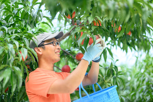長野県小布施町プログレスファームの産直通販｜美味しい桃を喜びながら収穫する園主の笑顔｜私たちの自慢の果実です