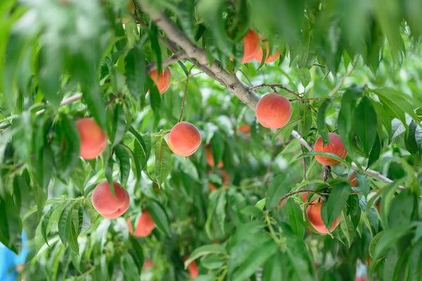 ワッサー スイートリッチ